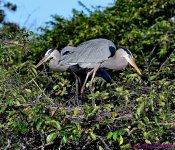DSC_7770_001.JPG
