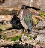 DSC_7755_001.JPG