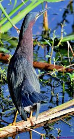 DSC_7777_001.JPG