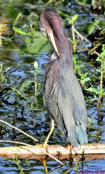 DSC_7782_001_01.JPG