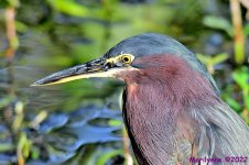 DSC_7788_001.JPG
