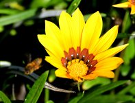 ROY_0579.JPG