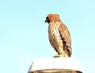 ROY_0681.JPG