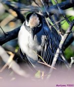 DSC_7804_001.JPG