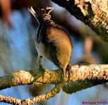 DSC_7810_001.JPG