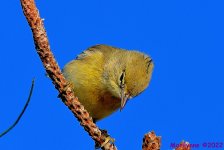 DSC_7820_001.JPG