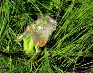 DSC_7831_001.JPG