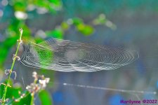 DSC_7832_001.JPG