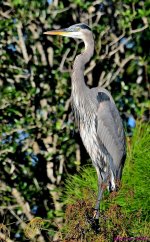 DSC_7870_001.JPG