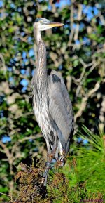 DSC_7871_001.JPG