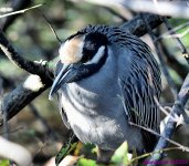 DSC_7891_001.JPG