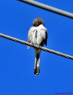 DSC_7909_001.JPG