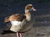 Goose.jpg