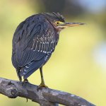 GreenHeron5.jpg