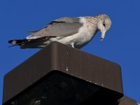 Gull11.jpg