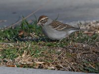 Sparrow2.jpg