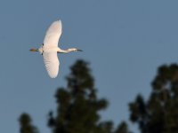 Egret2.jpg