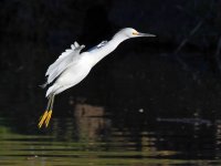 Egret3.jpg