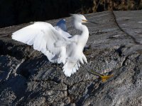 Egret4.jpg