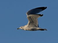 Gull2.jpg