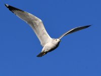 Gull4.jpg