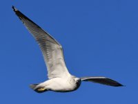 Gull6.jpg