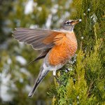 RobinBerry-453.jpg