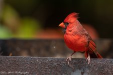 RD5_7017-Cardinal.jpg
