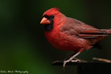 RD5_6960-Cardinal.jpg