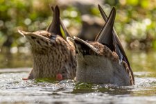 RD5_6456-Mallards.jpg