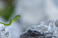 RD5_7439-Snake.jpg