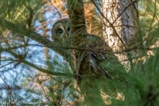 RD5_6621-Barred Owl.jpg