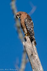 RD5_6894-Red Shouldered Hawk.jpg