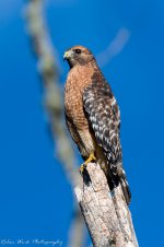 RD5_6896-Red Shouldered Hawk.jpg