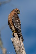 RD5_6899-Red Shouldered Hawk.jpg