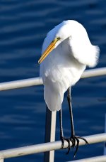 ROY_0758_01.JPG