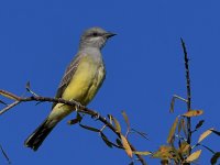 Kingbird2.jpg