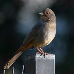 Towhee.jpg