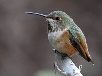 Hummer.jpg