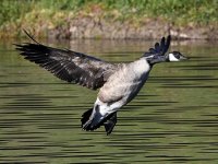 Goose3.jpg