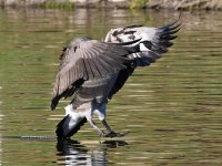 Goose5.jpg