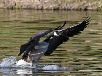 Goose6.jpg