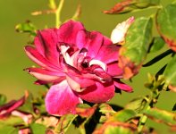 ROY_0845.JPG