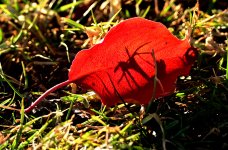 ROY_0855.JPG