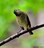 DSC_9662_001.JPG