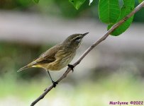 DSC_9666_001.JPG