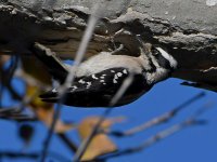 HairyWoodpecker5.jpg