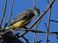 Kingbird3.jpg