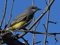 Kingbird4.jpg