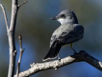 Kingbird6.jpg